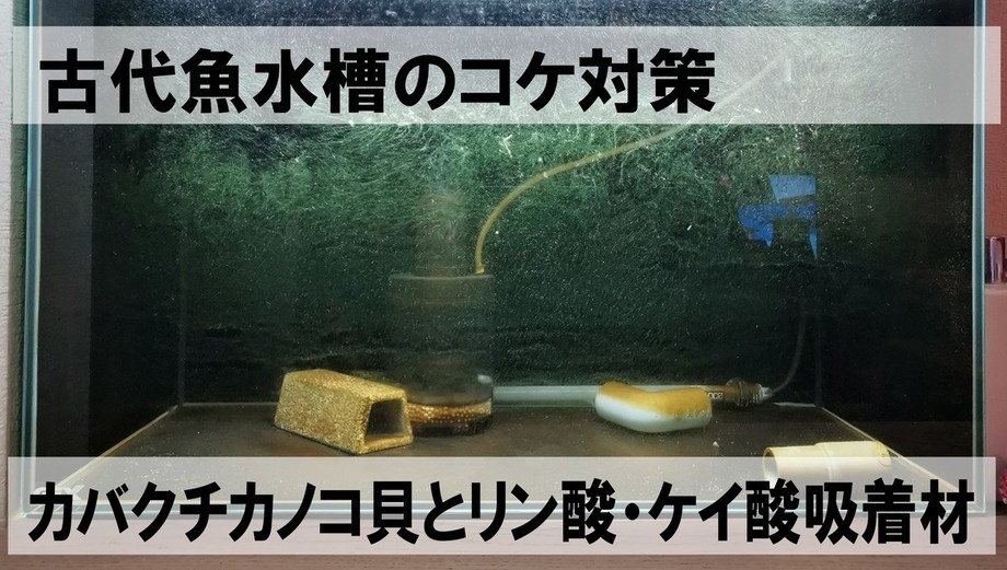 水槽コケ対策1.jpg