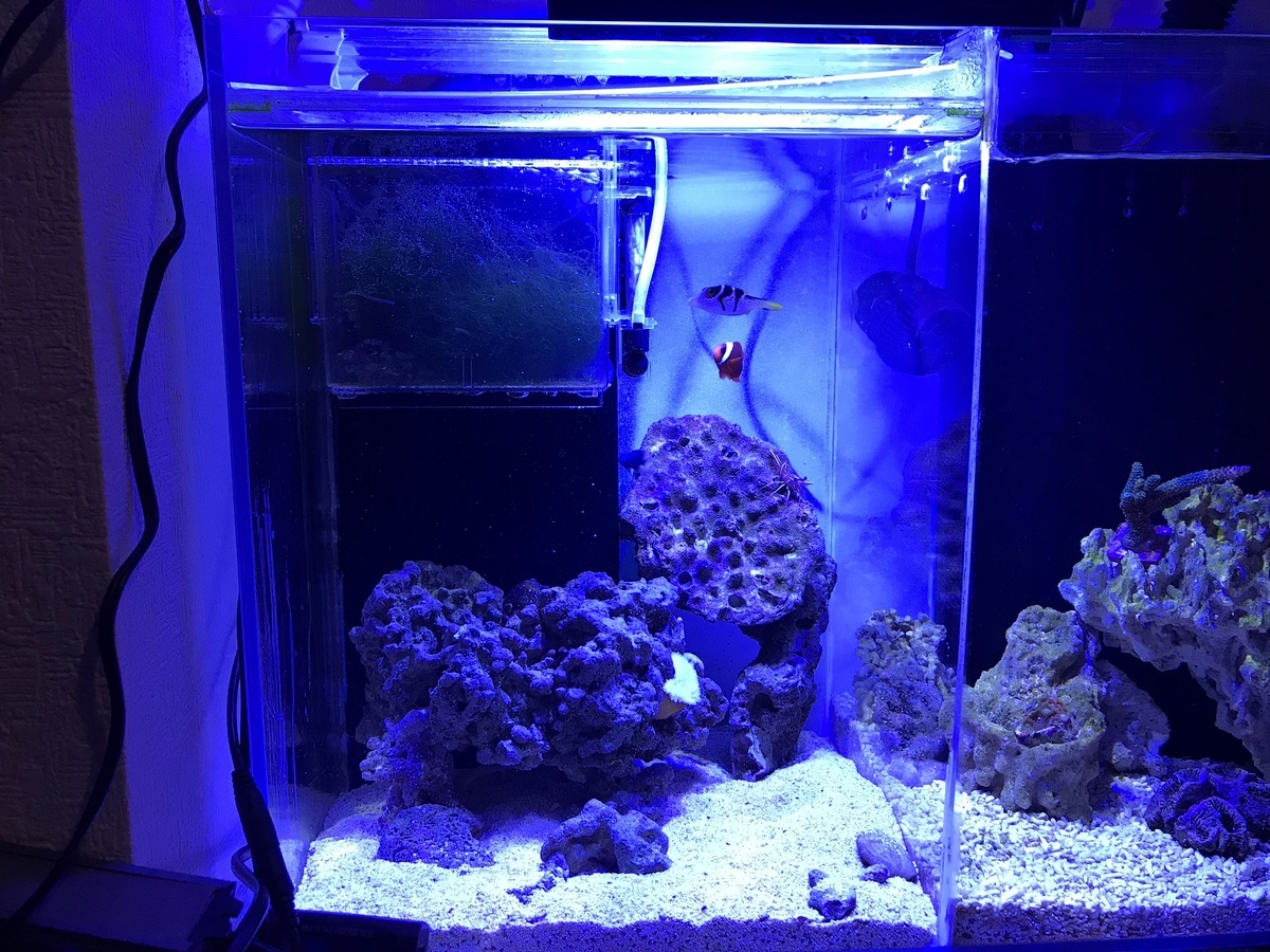 安い 海水魚 サンゴ ライト LED照明 海水水槽 オプティマスリーフナノ2 - 魚用品/水草 - www.smithsfalls.ca