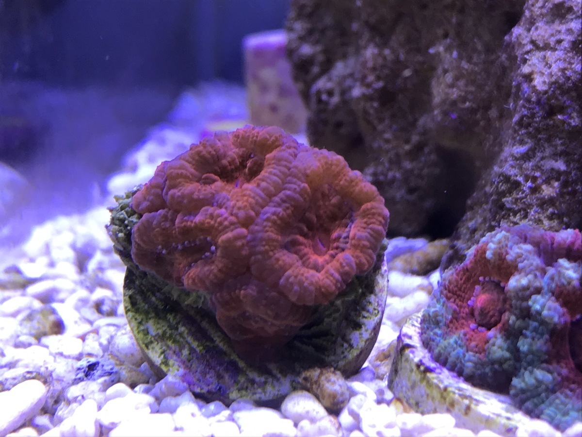 カクオオトゲキクメイシをお迎えしました。極彩色のカラフルなサンゴです。: 松崎水槽日記