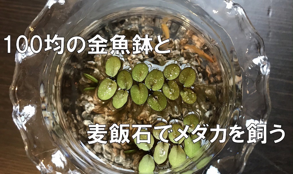 100均の金魚鉢と麦飯石 室内で餌用のメダカを飼ってみます 松崎水槽日記