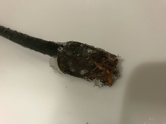 IMG_3423.jpeg