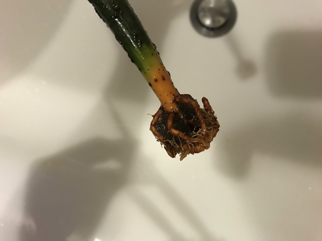 IMG_3425.jpeg