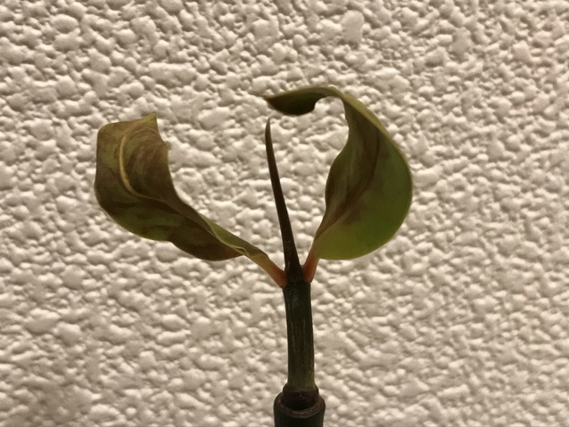 IMG_3904.jpeg