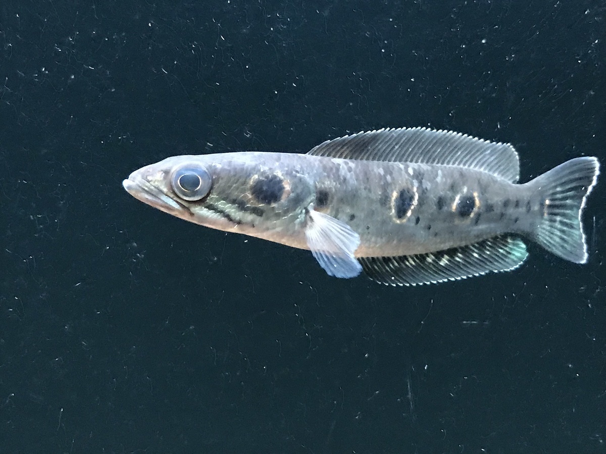 古代魚水槽の餌やり風景 人工餌 動画で撮影してみました 松崎水槽日記