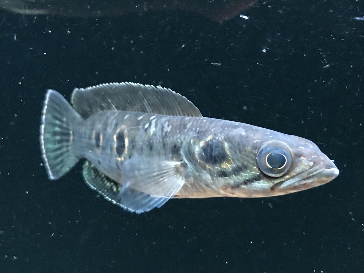 古代魚水槽の餌やり風景 人工餌 動画で撮影してみました 松崎水槽日記